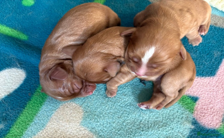 Cavalier King Charles Spaniel dogs - Advert 1
