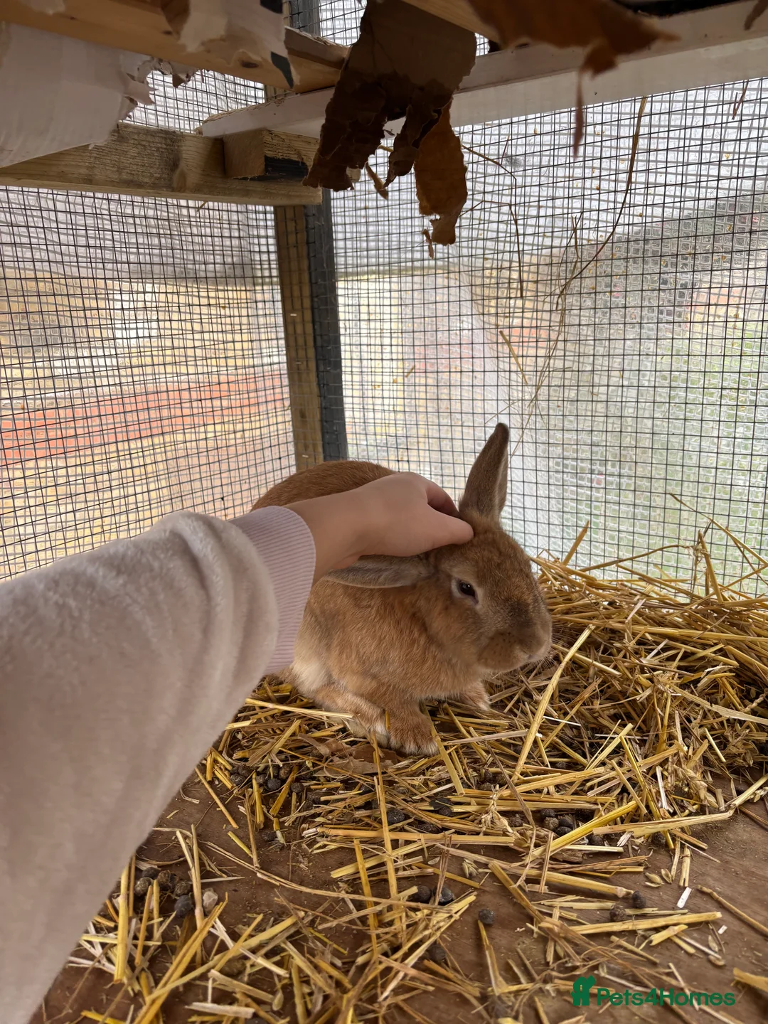 Lionhead rabbits for sale: Lionhead mix breed rabbit in London - Advert 5