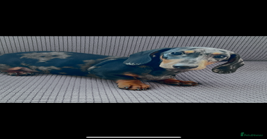 Dachshund dogs - Advert 6