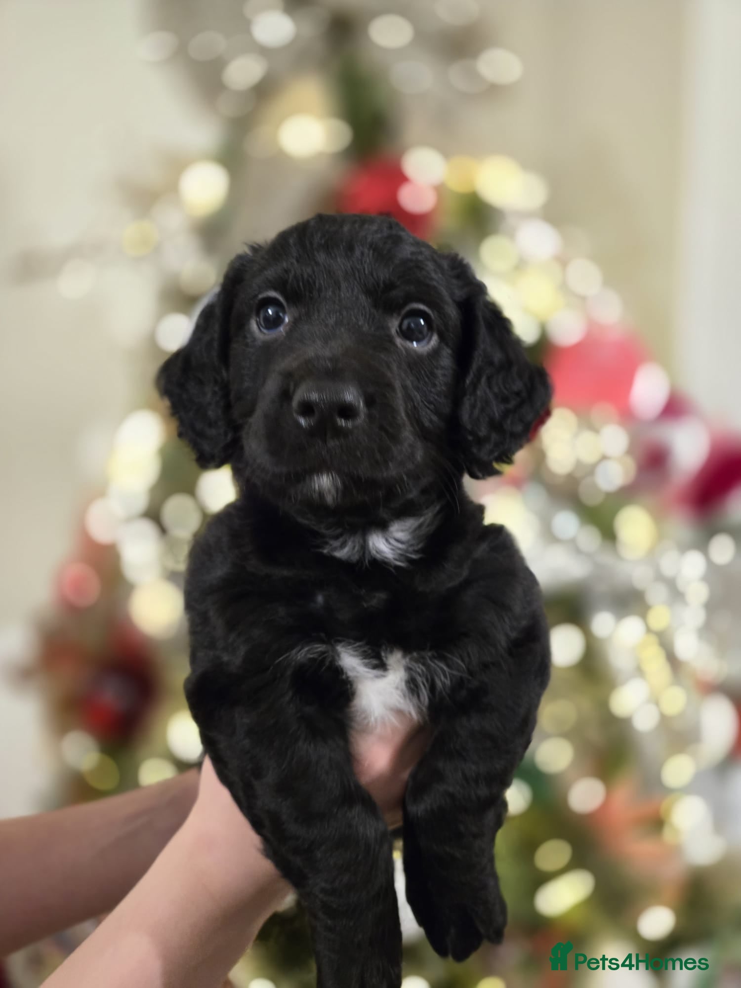 Mixed Breed dogs Cockerjack puppies READY NOW - Advert 15