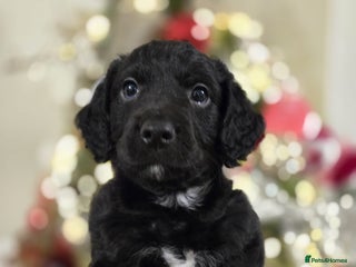 Mixed Breed dogs Cockerjack puppies READY NOW - Advert 15