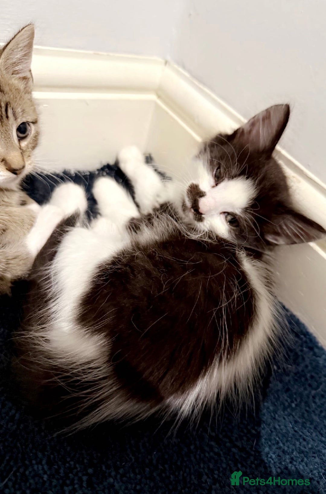 Mixed Breed cats for sale: 5 gorgeous tabby/Mixed breed kittens for sale🐾 - Image 4