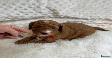 Cavapoo dogs - Advert 3