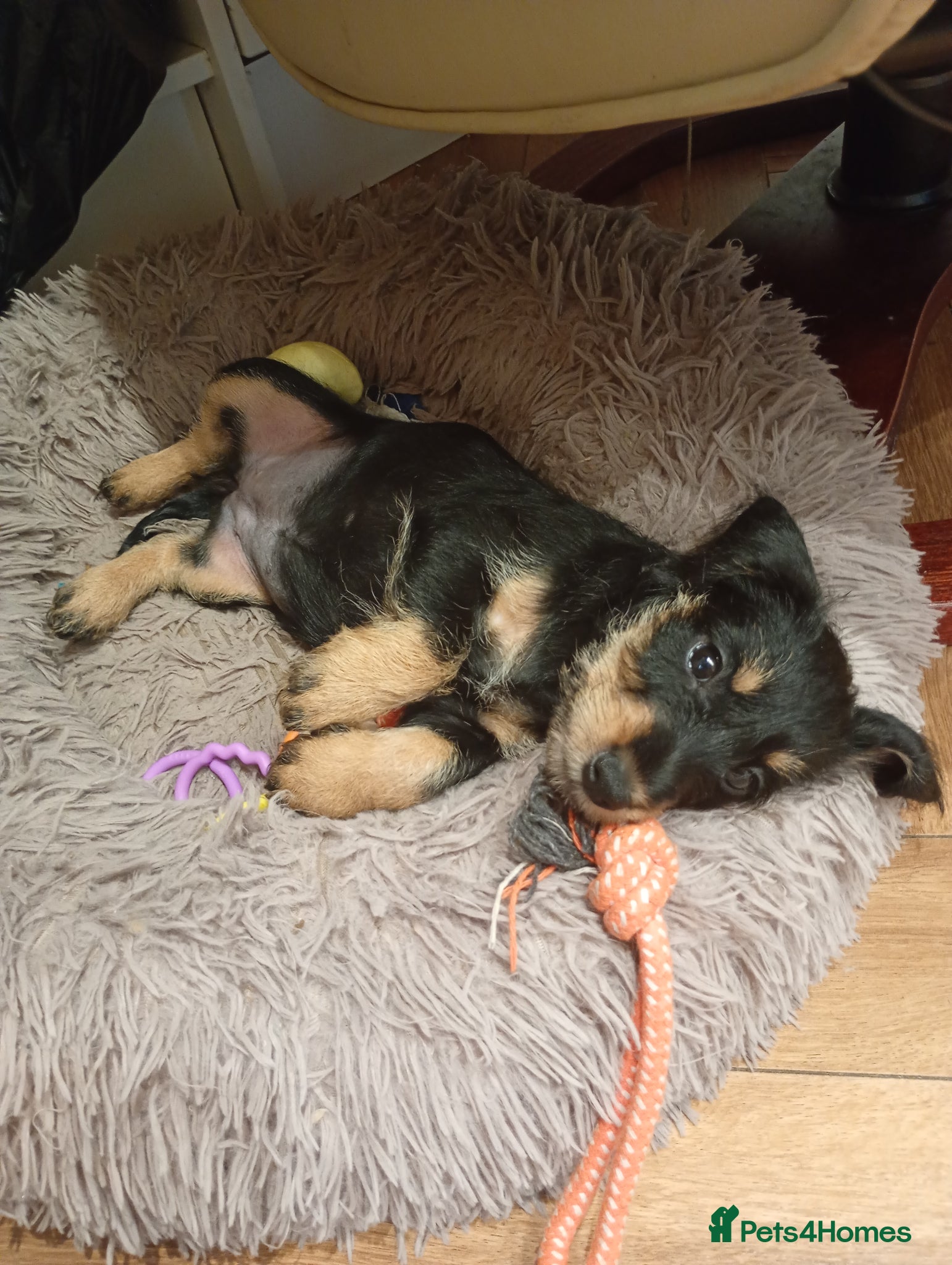 Mixed Breed dogs Miniature schnoxies  - Advert 1