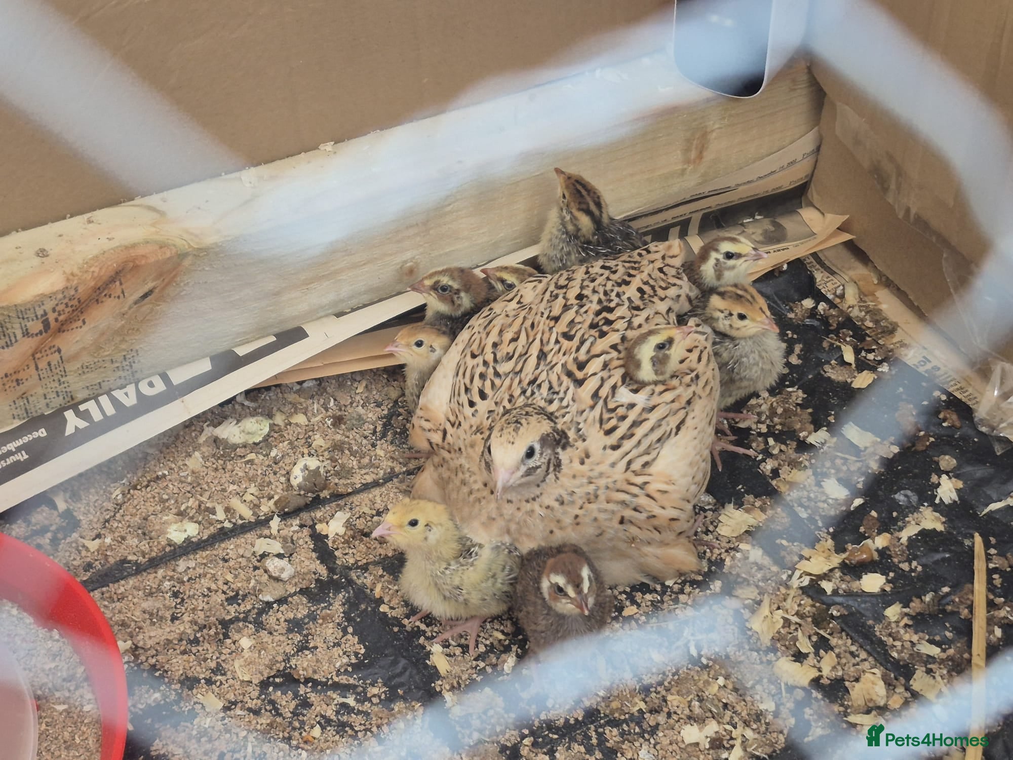 Quail poultry Healthy Coturnix Quails for sale, mix of colours - Advert 20