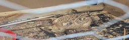 Quail poultry for sale: Healthy Coturnix Quails for sale, mix of colours - Advert 1