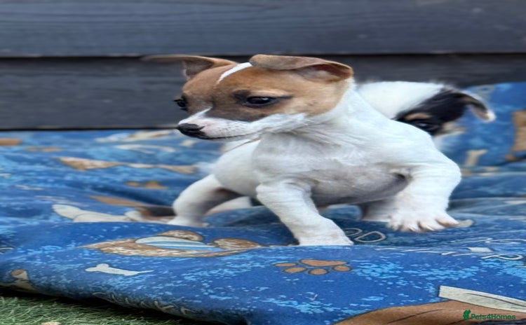Jack Russell dogs - Advert 6