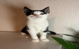 Ocicat cats for sale: Kitten for sale - Image 2