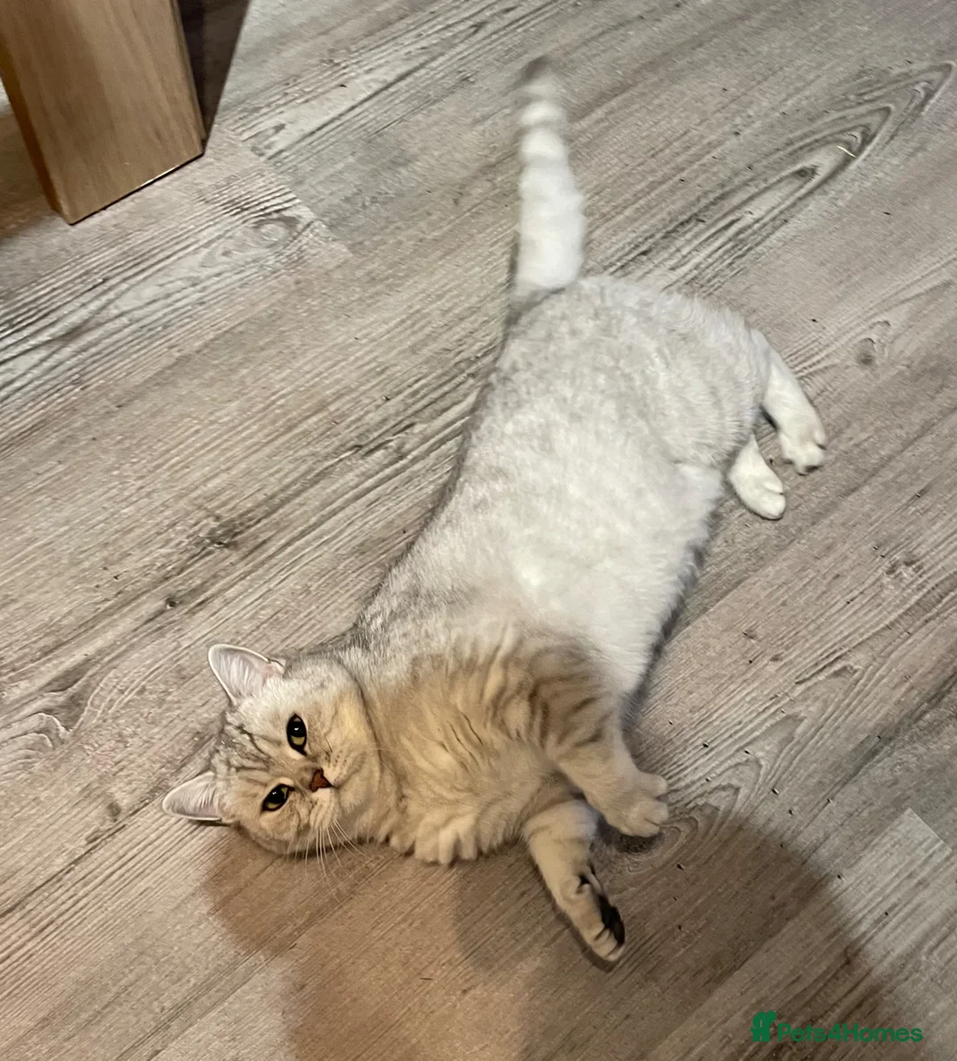 British Shorthair cats for sale: Beautiful Bsh  - Advert 2