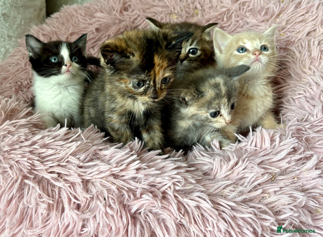 Ragdoll cats for sale: Ragdoll x - Image 4