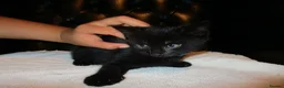 British Shorthair cats for sale: Kittens looking for a Loving Home - Advert 7