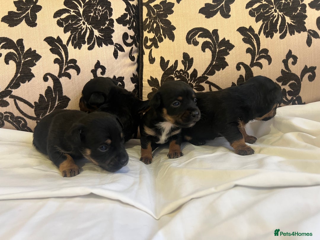 Jack Russell dogs for sale: Miniature Jack Russell puppies 🐶  - Advert 14