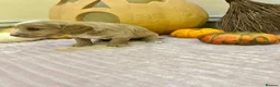 Cockapoo dogs for sale: Double miniature cockapoos  - Advert 3