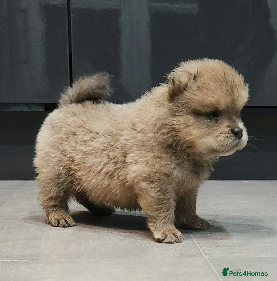 Chow Chow dogs for sale: Chow chow pedigree pups - Advert 6