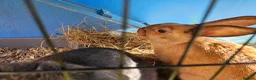 Mixed Breed rabbits for sale: 6 month old cute sisters looking for a loving home - Advert 1