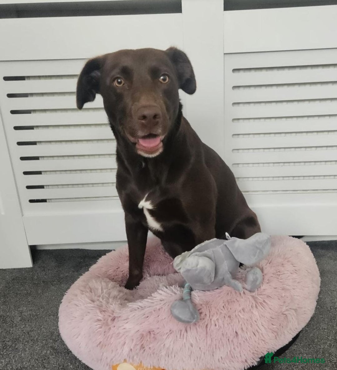 Borador dogs for sale: Labrador borador puppies - Advert 3