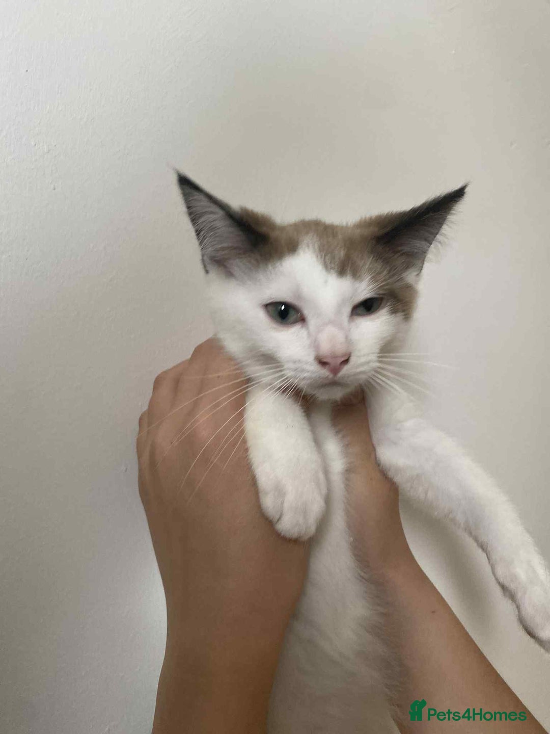Snowshoe cats for sale: 🐾Gorgeous Kittens Ready for Forever Homes 🏡✨ - Image 2