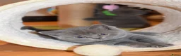 British Shorthair cats for sale: British Shorthair kittens, Ready! - Advert 9