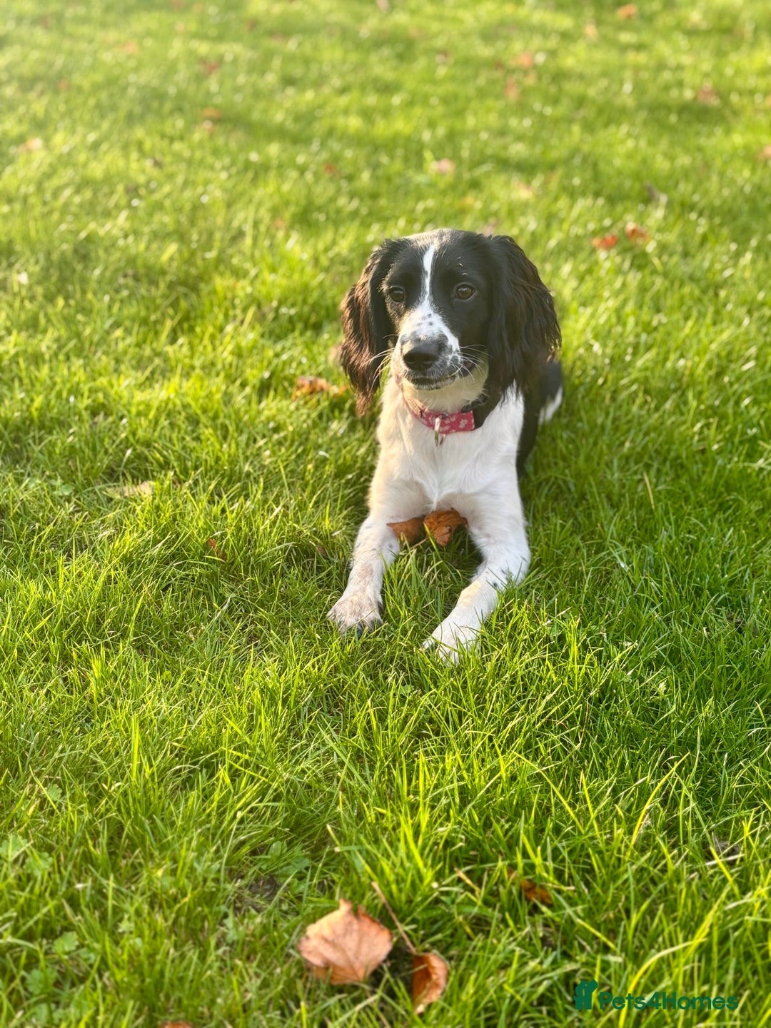 Sprocker dogs for sale: Stunning Sprocker Spaniel Girl 7 Months old  - Advert 2