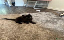 Mixed Breed cats for sale: Fluffy black cute boy  - Image 3