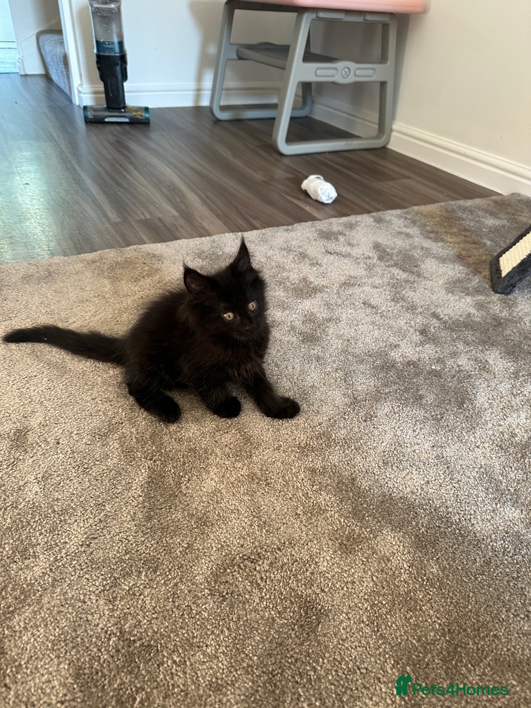 Mixed Breed cats for sale: Fluffy black cute boy  - Image 3