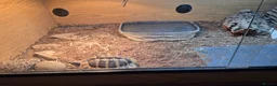 Hermann Tortoise reptiles for sale: Hermann tortoise with vivarium  - Advert 2
