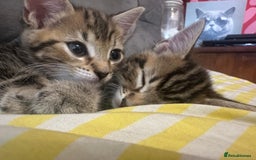 Mixed Breed cats for sale: Tabby Kittens - Image 6