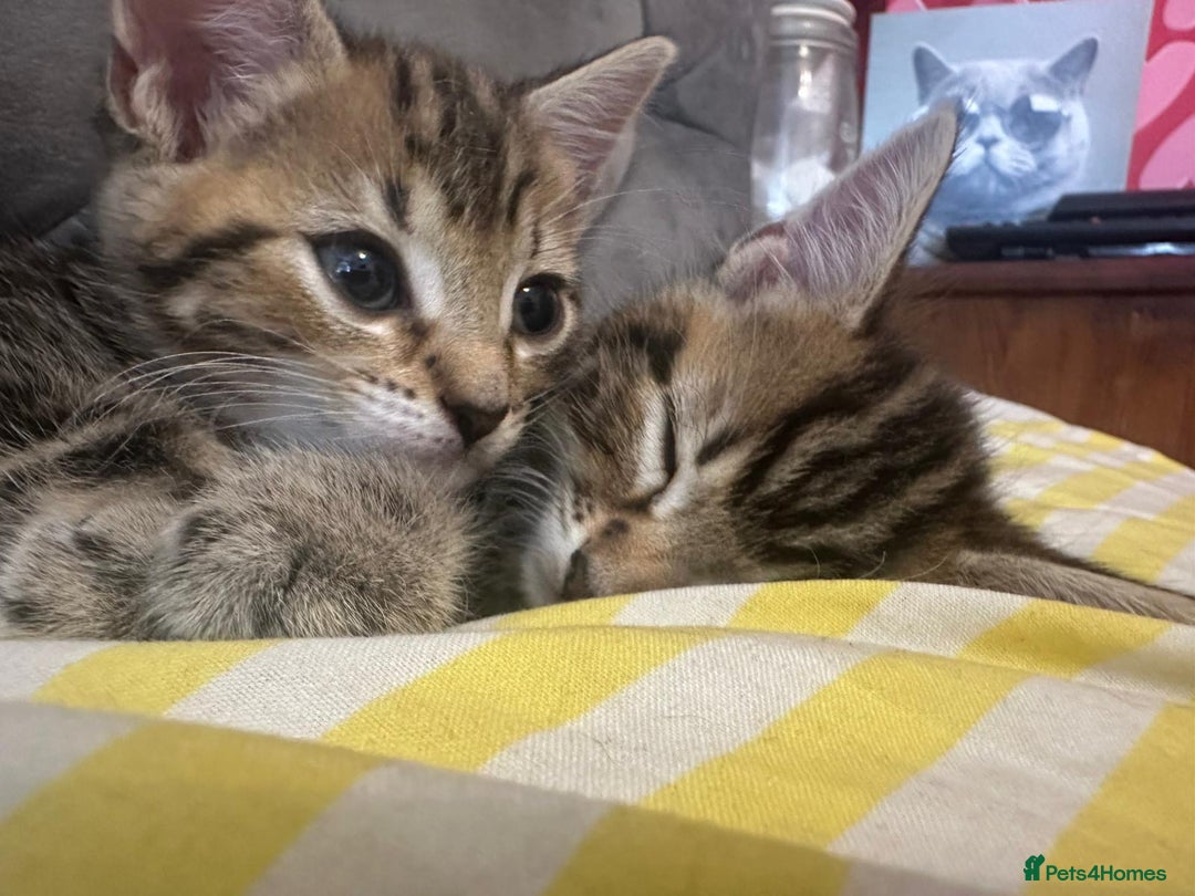 Mixed Breed cats for sale: Tabby Kittens - Image 6