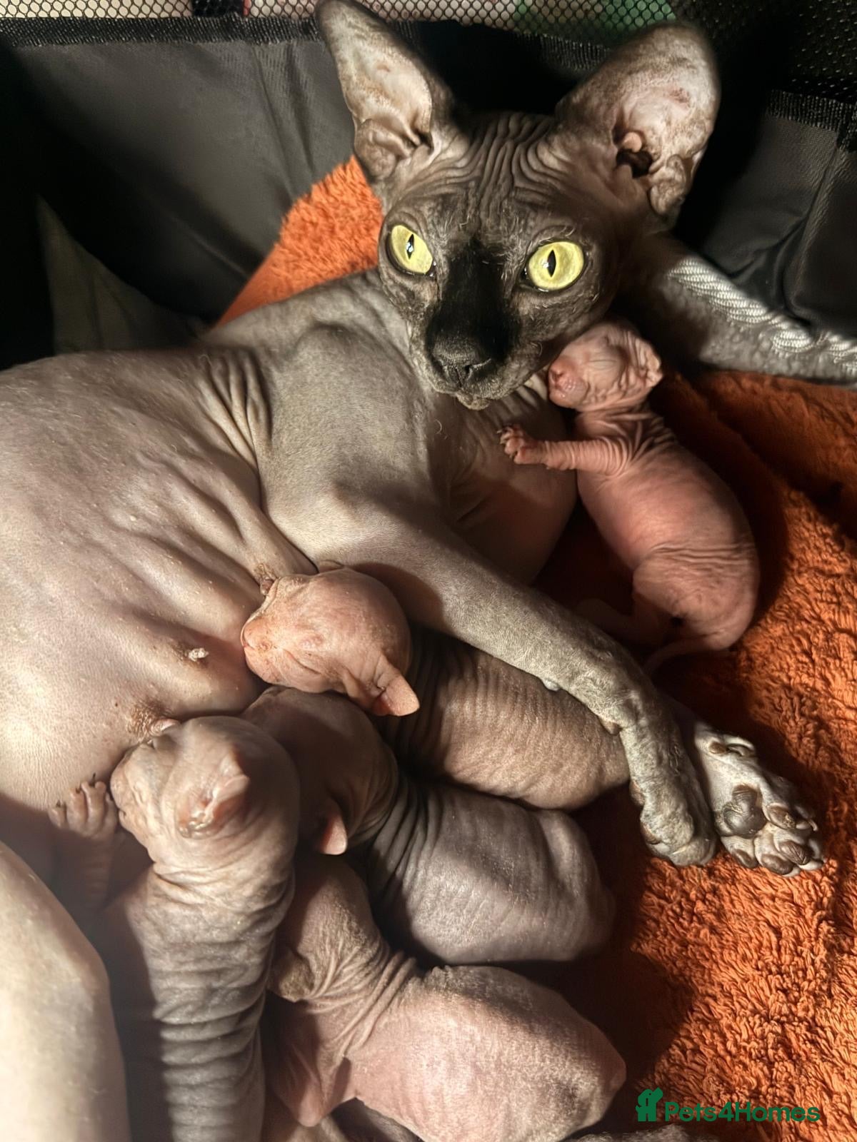 Sphynx cats ✨ Tiny Sphynx elf eared babies  ✨ - Advert 2