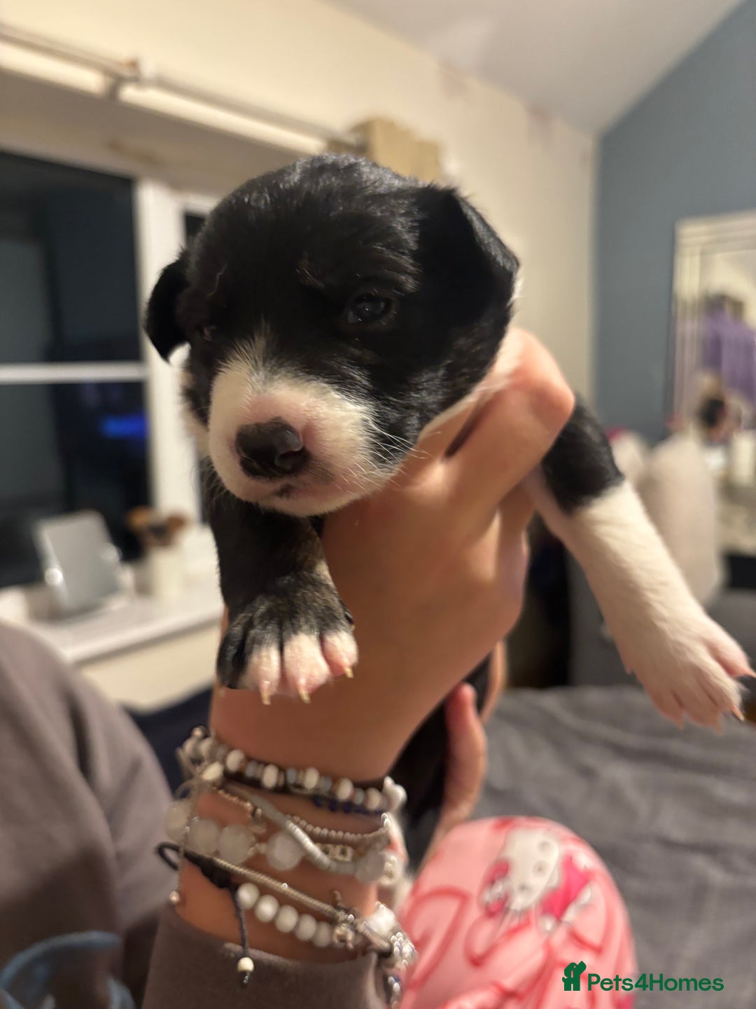 Border Collie dogs for sale: Border collie puppy’s ready to reserve  - Image 9