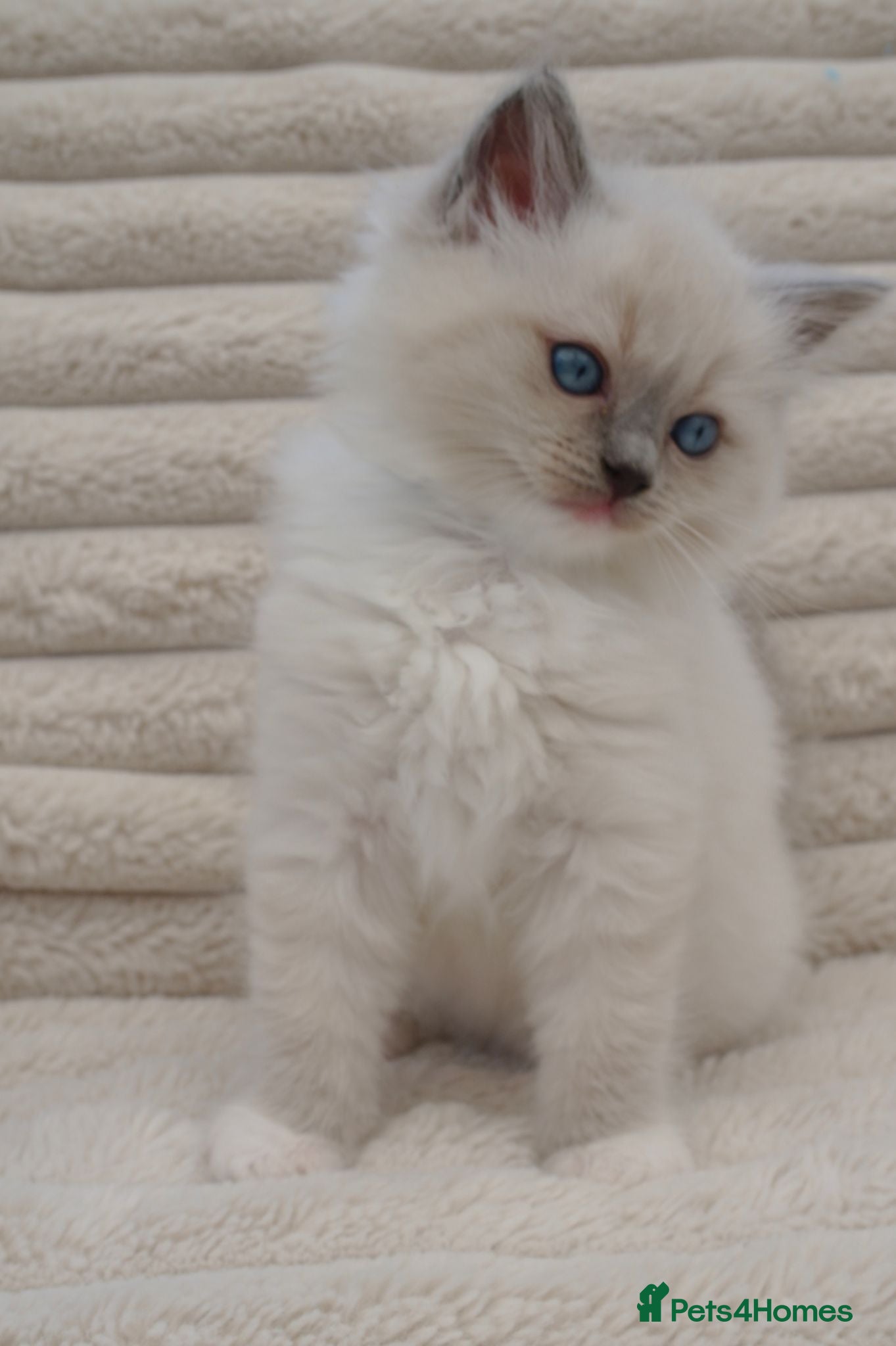 Ragdoll cats REDUCED Ragdall Gccf ChampionBloodlines - Advert 17