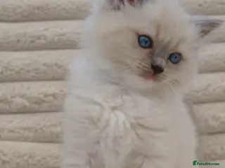 Ragdoll cats REDUCED Ragdall Gccf ChampionBloodlines - Advert 14