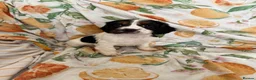 Cocker Spaniel dogs for sale: Cocker Spaniel Puppies  in Bishop Auckland - Advert 2