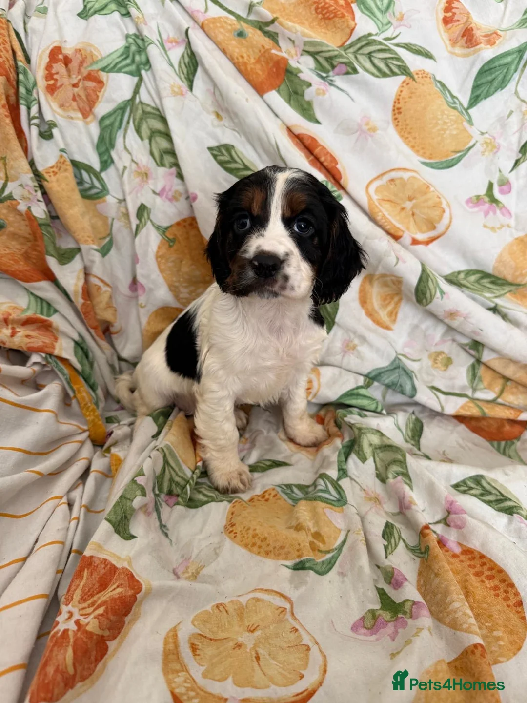 Cocker Spaniel dogs for sale: Cocker Spaniel Puppies  in Bishop Auckland - Advert 2