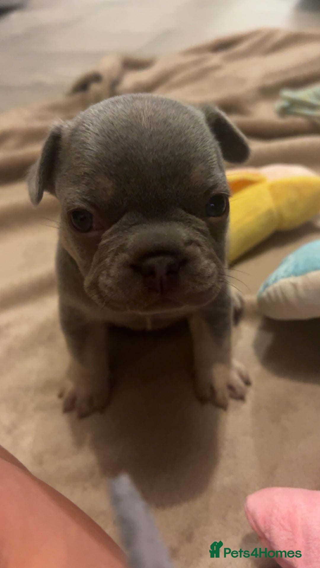 French Bulldog dogs for sale: Stunning French bulldog puppies - Advert 4