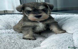 Miniature Schnauzer dogs for sale: KC reg mini schnauzer girl pup🩷  - Image 1