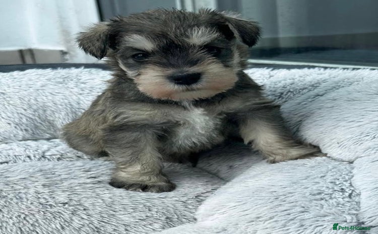 Miniature Schnauzer dogs - Advert 4
