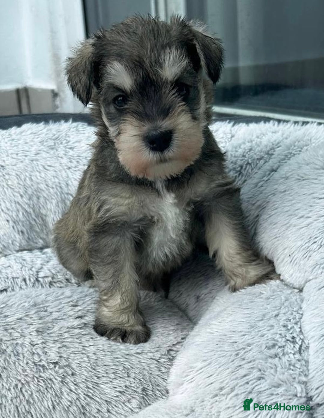 Miniature Schnauzer dogs for sale: KC reg mini schnauzer girl pup🩷  - Image 1