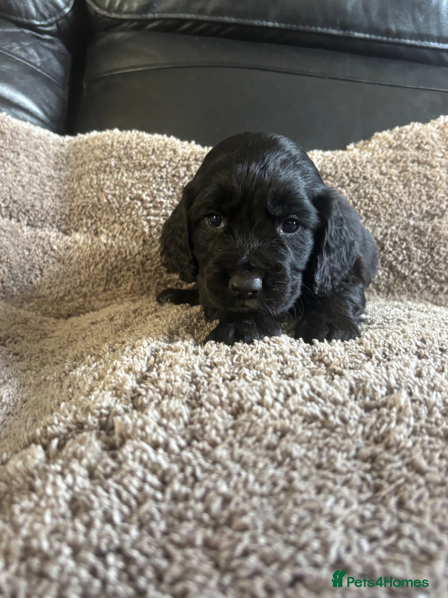 Cocker Spaniel dogs Working cocker spaniel puppies  - Advert 7