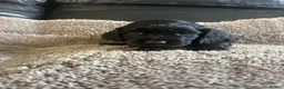 Cocker Spaniel dogs for sale: Working cocker spaniel puppies  - Advert 1