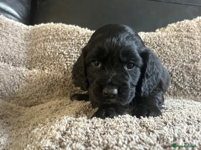 Cocker Spaniel dogs for sale: Working cocker spaniel puppies - Advert 15