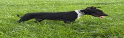 English Bull Terrier dogs for sale: English Bull Terrier  - Advert 6