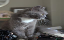 Persian cats for sale: Persian female looking for a new home  - Image 4