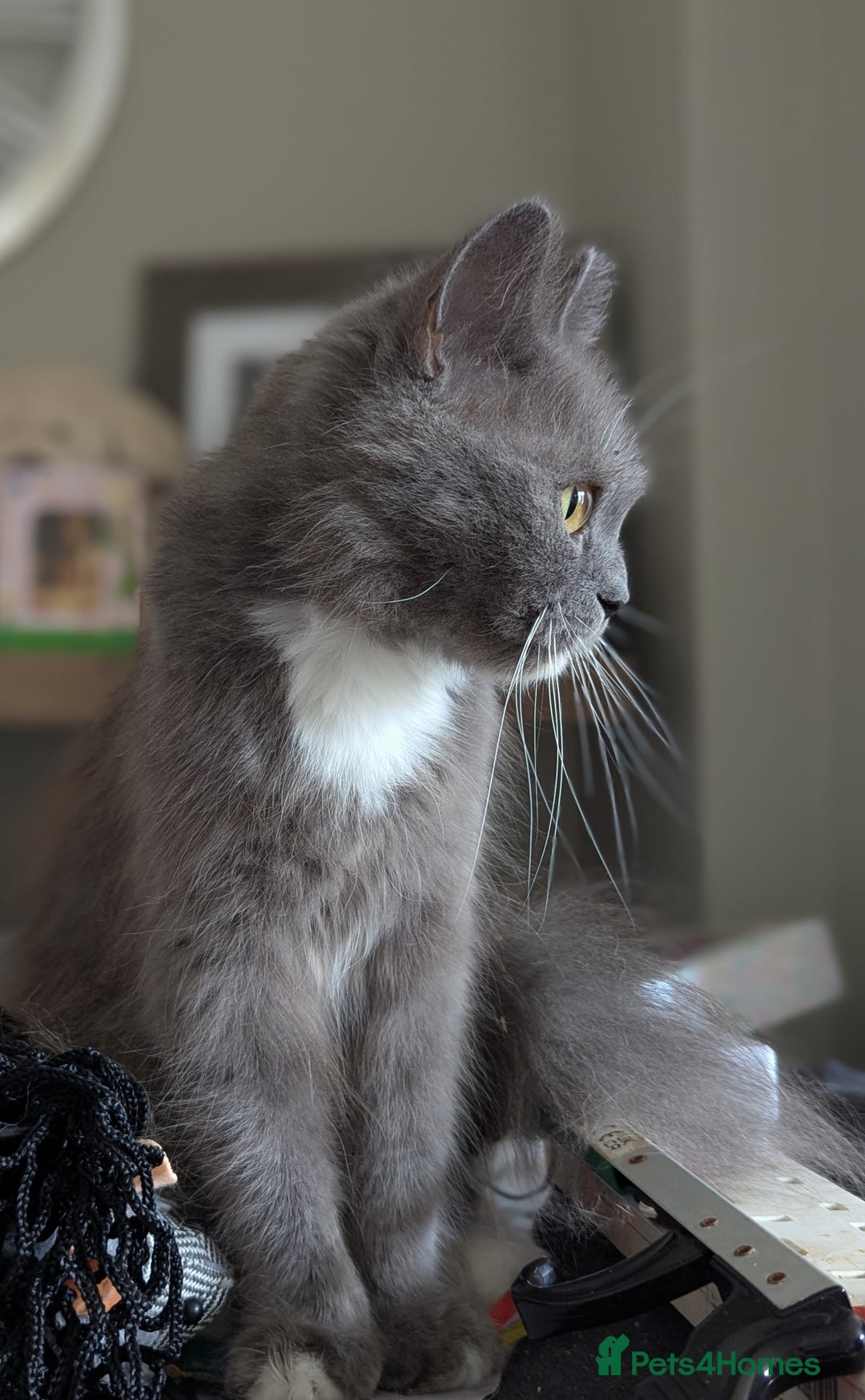 Persian cats for sale: Persian female looking for a new home  - Image 4