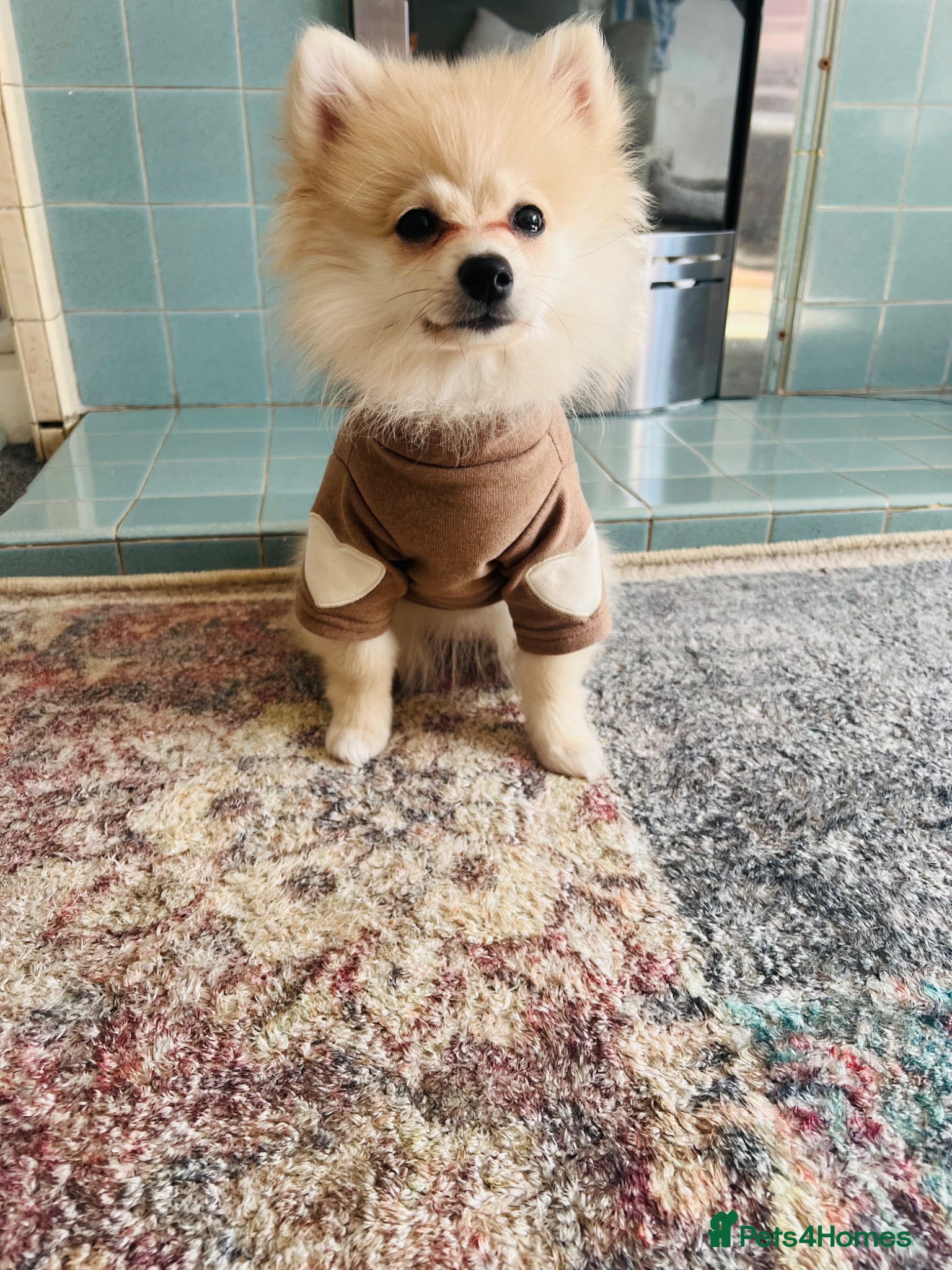 Pomeranian dogs Female Pomeranian Puppy for Sale - Advert 5