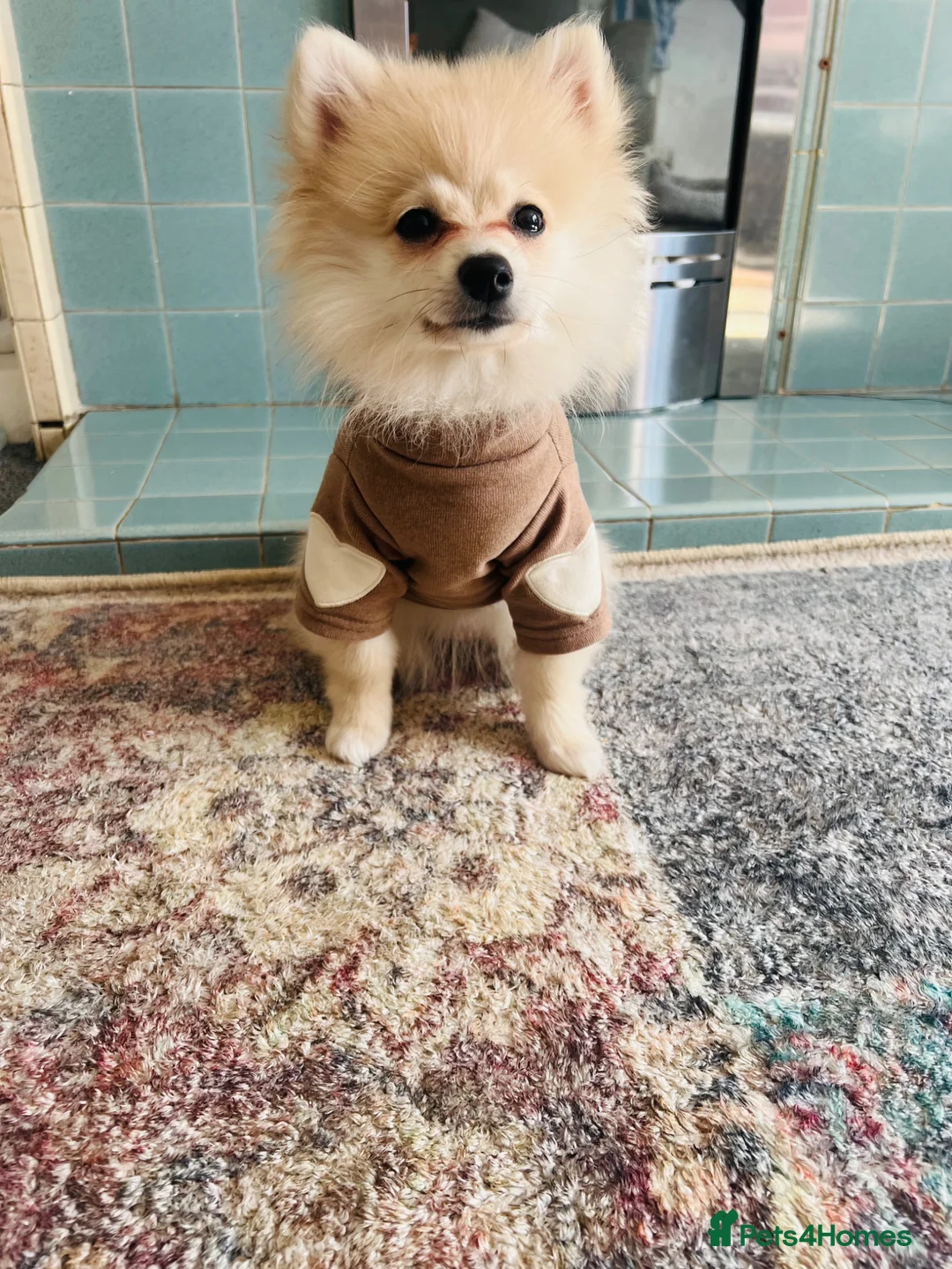 Pomeranian dogs for sale: Female Pomeranian Puppy for Sale - Advert 1