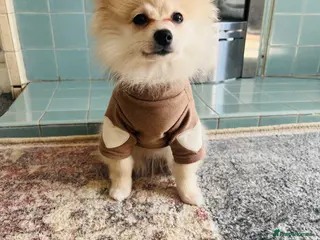 Pomeranian dogs Female Pomeranian Puppy for Sale - Advert 6