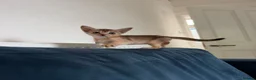 Abyssinian cats for sale: Gorgeous Abyssinian kittens - Advert 11
