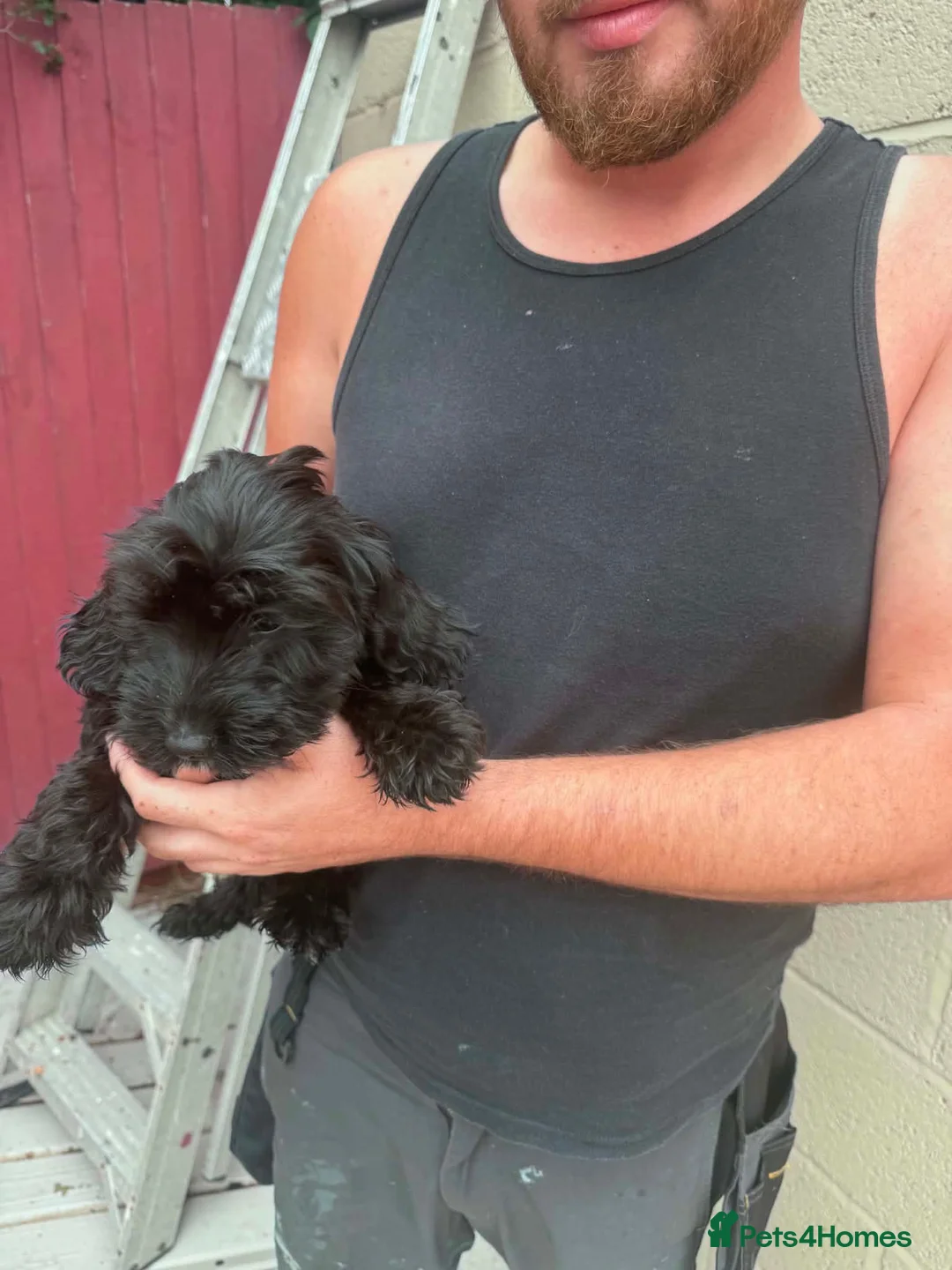 Cockapoo dogs for sale: F2 cockerpoos puppies ready for new homes  - Advert 2