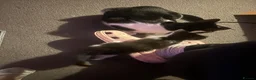 Domestic Shorthair cats for sale: Cutest black and white boy - Advert 6
